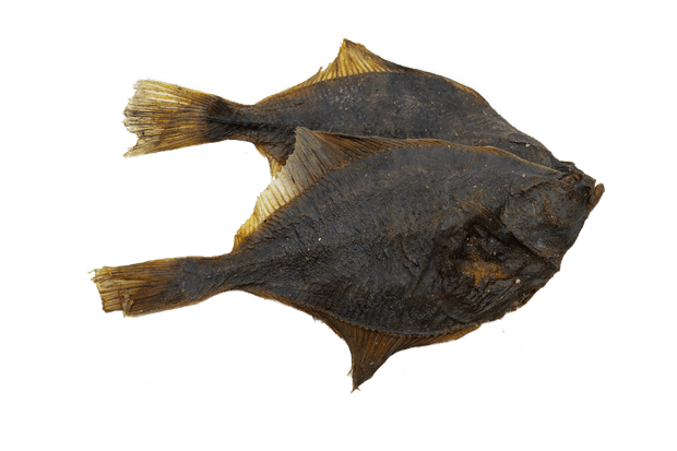 Marp Holistic - Dried Flounder