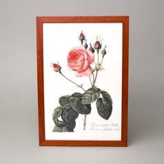 Reprodukce botanické kresby 22 x 32 cm, Pierre Joseph Redouté, Rosa centifola Bullata
