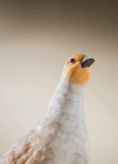Figurka koroptev 6,5 / 10,5 / 11,5 cm, biskvitový porcelán, pták roku 2026, Goebel