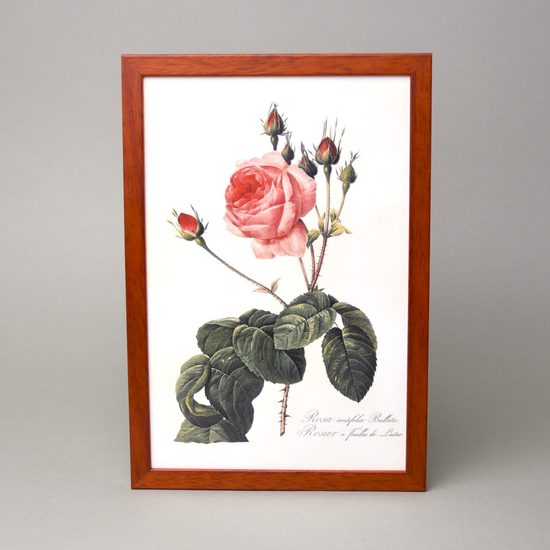 Reprodukce botanické kresby 22 x 32 cm, Pierre Joseph Redouté, Rosa centifola Bullata