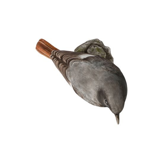 Figurka Černý rehek 9 / 5 / 9,5 cm, porcelán, pták roku 2025, Goebel