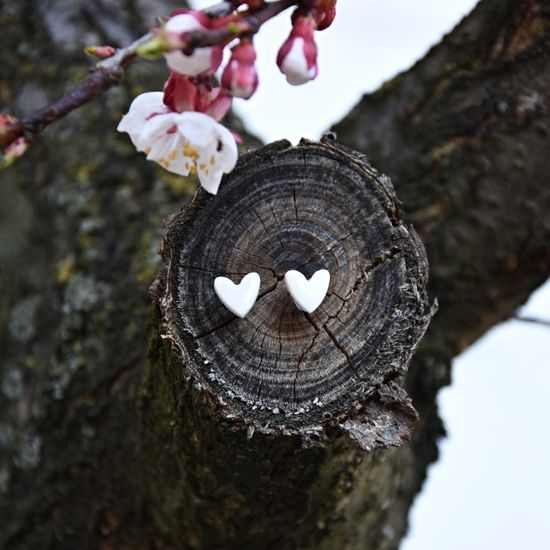 Earrings: White Hearts, Porcelain Jewels Studio Mallys