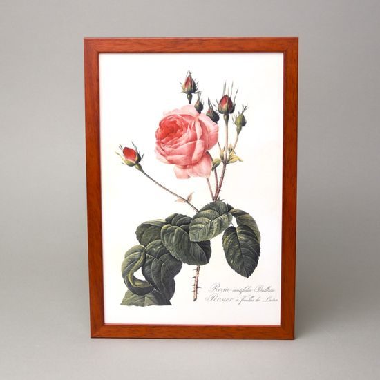 Reprodukce botanické kresby 22 x 32 cm, Pierre Joseph Redouté, Rosa centifola Bullata