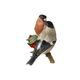 Bullfinch couple 23,5 / 8,5 / 11 cm, biscuit porcelain, Goebel