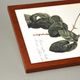 Reprodukce botanické kresby 22 x 32 cm, Pierre Joseph Redouté, Rosa centifola Bullata