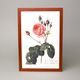 Reprodukce botanické kresby 22 x 32 cm, Pierre Joseph Redouté, Rosa centifola Bullata