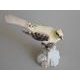 Cuckoo 17,5 x 9 x 14,5 cm, Pastel, Porcelánové figurky Duchcov
