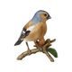 Chaffinch 8 / 10,5 / 10 cm, Biscuit china, Goebel