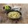 Trek´n Eat Pasta Primavera