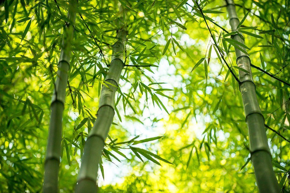XLvýpredaj.sk - Výhody bambusového vlákna