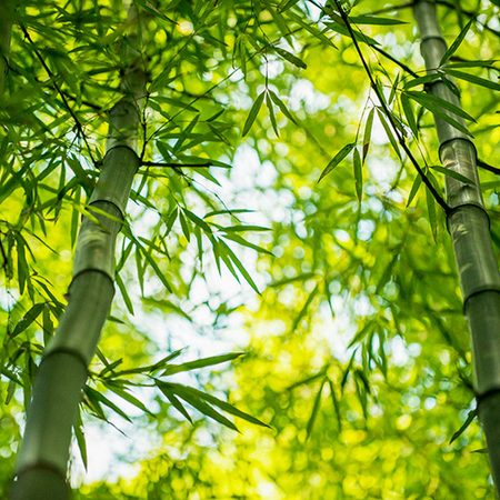 Výhody bambusového vlákna