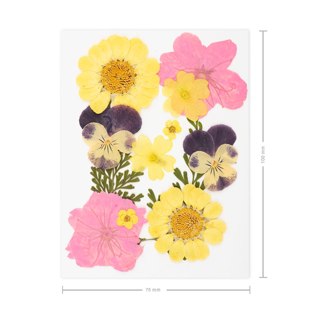 Lisované sušené květiny barevné A7 - 1 ks