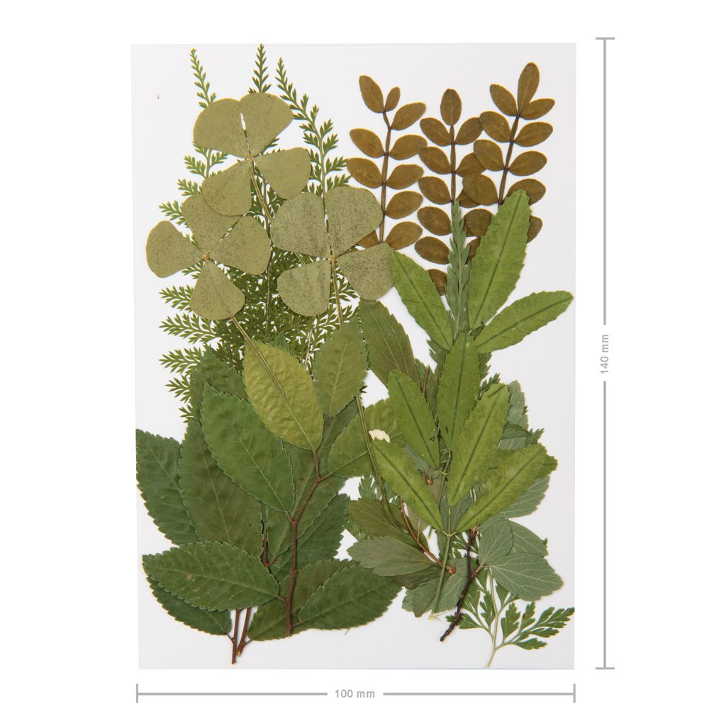 Lisované sušené listy zelené A7 - 3 ks