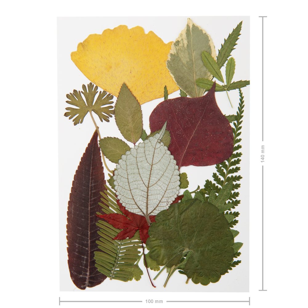 Lisované sušené listy barevné A7 - 1 ks