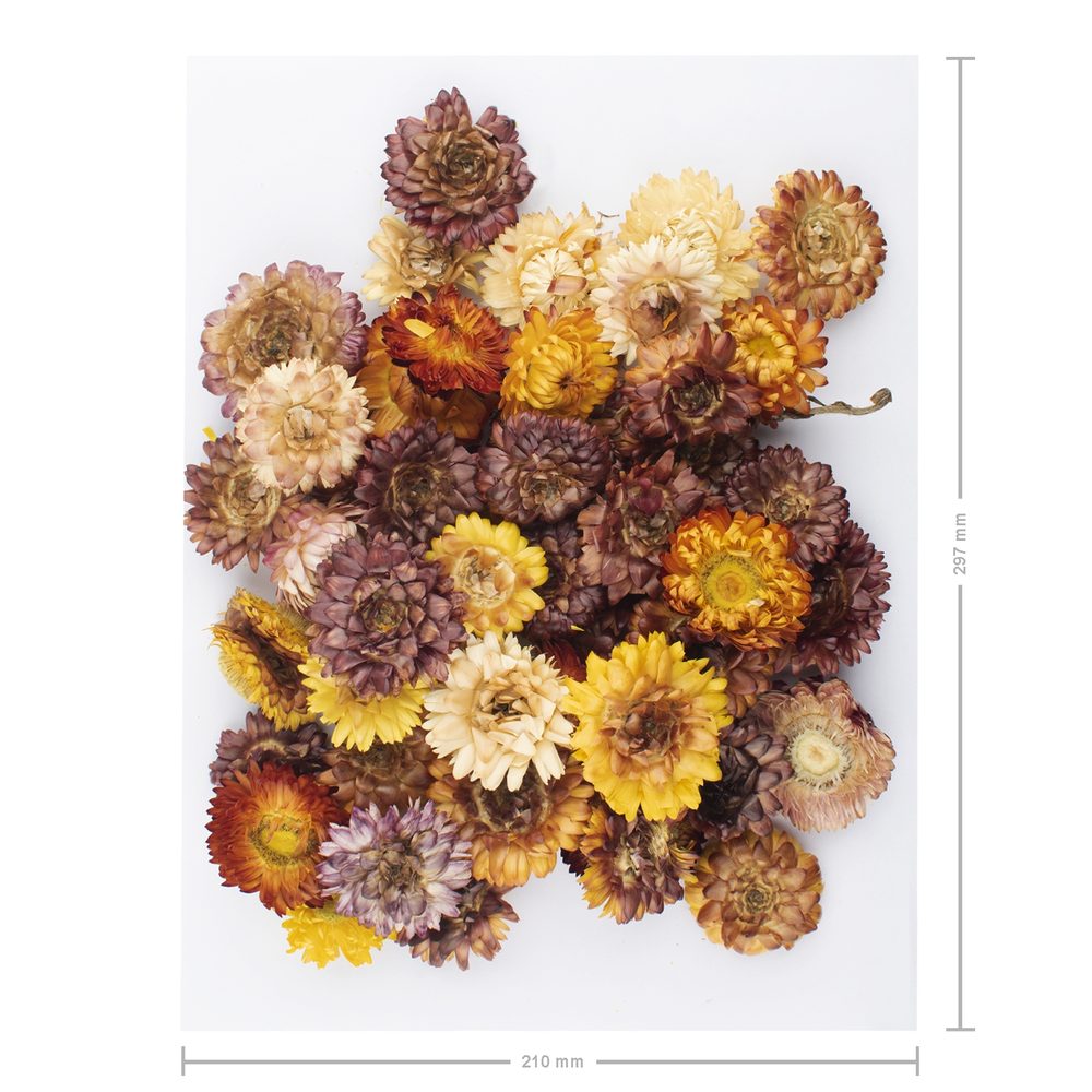 Slaměnky 50ks nebarvené - 3 ks