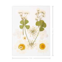 Pressed dried flowers white
