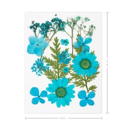 Pressed dried flowers blue