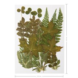 Lisované sušené zelené listy s papradím A7