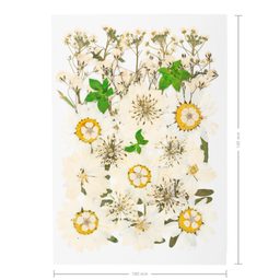 Pressed dried flowers large white