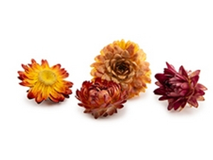 Dried flowers