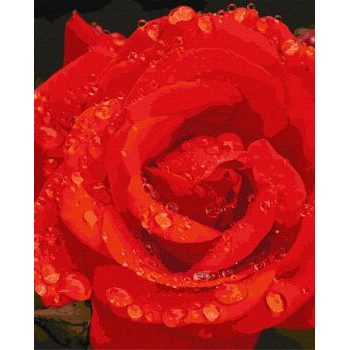 Painting by numbers picture of a rose 40x50cm