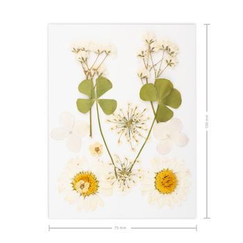 Pressed dried flowers white