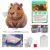Diamantové malování postava kapybara