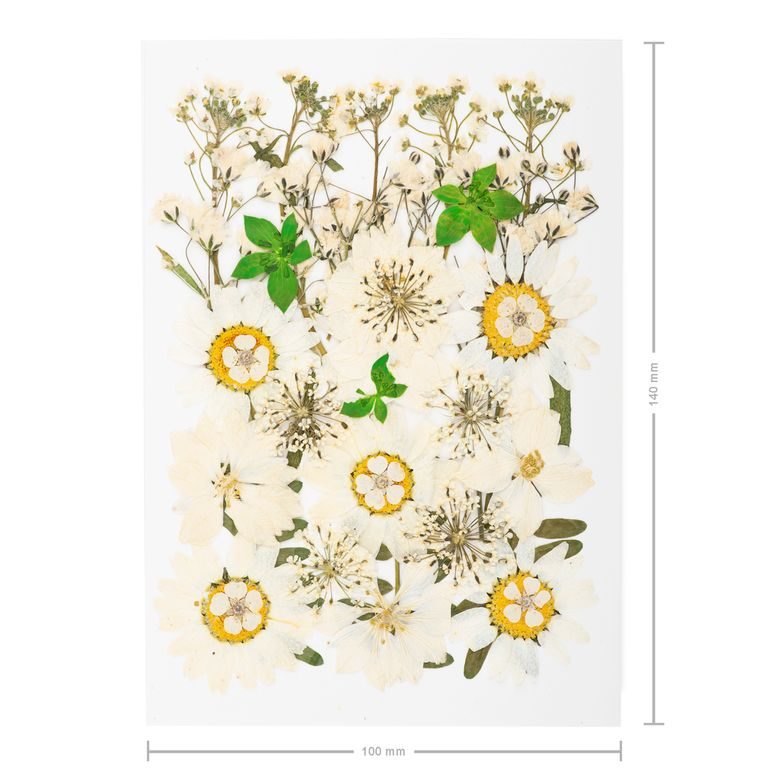 Pressed dried flowers large white