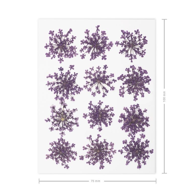 Pressed dried flowers 12pcs purple