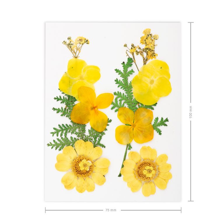 Pressed dried flowers yellow-orange