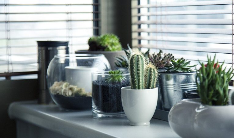 Proč kaktusy ve skle z hobby marketů nevydrží?