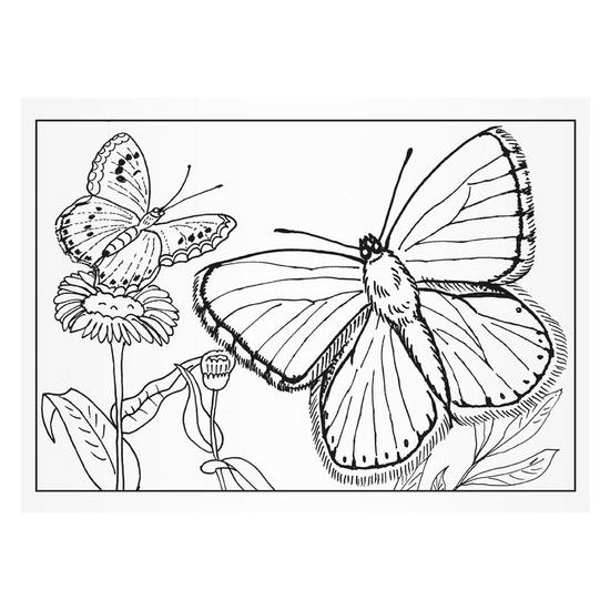 Omaľovánky Motýle