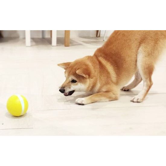 Cheerble W1 Interaktivní míček pro psy a kočky, žlutý