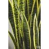 Umelá kvetina svokrov jazyk v kvetináči, 70 cm