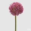 Umělá květina Allium okrasný česnek tmavě růžový, 78x14 cm