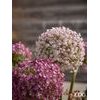 Umělá květina Allium okrasný česnek tmavě růžový, 78x14 cm