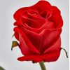 Šípová ruža červená, 58 cm