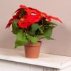 Vianočná hviezda červená v kvetináči, 27 cm