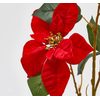 Květina vánoční hvězda červená, 76 cm