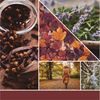 Yankee Candle - vonný vosk Autumn Daydream, 22 g