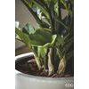 Umělá květina Zamioculcas v květináči, 110 cm