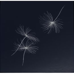 Obrus ​​na stôl White Blow čierny 85x85cm, Sander
