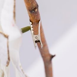 Dekorační květina magnolie s flitry stříbrná, 22 cm
