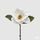 Magnolie biela, 30 cm