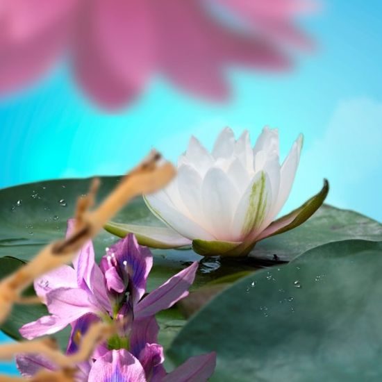 Maison Berger Paris - Náplň do katalytické lampy Květ leknínu, 500 ml