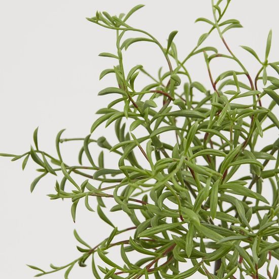 Kríková vetvička zelená, 30 cm