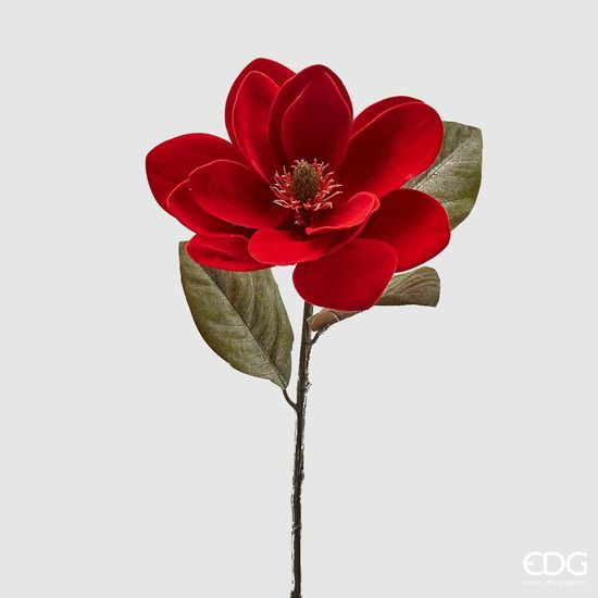 Magnolie červená, 71 cm