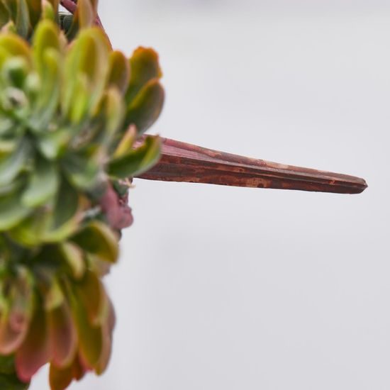 Dekorační sukulent crassula, 12 cm