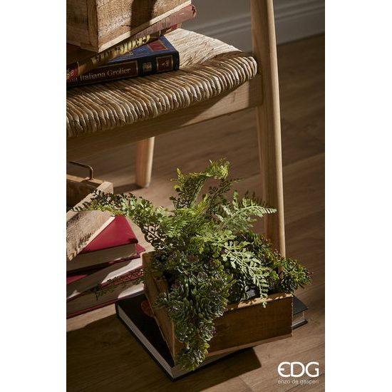 Dekorační sukulent crassula, 12 cm