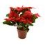 Vánoční hvězda červená v květináči, 27 cm